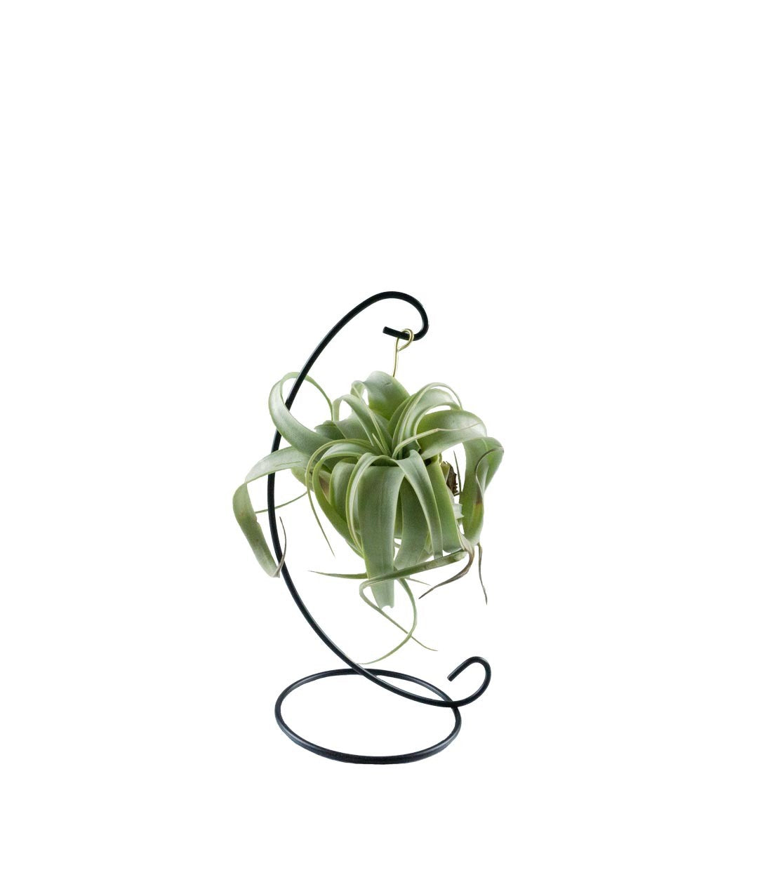 Tillandsia appesa in ferro