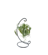 Tillandsia appesa in ferro