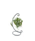 Tillandsia appesa in ferro