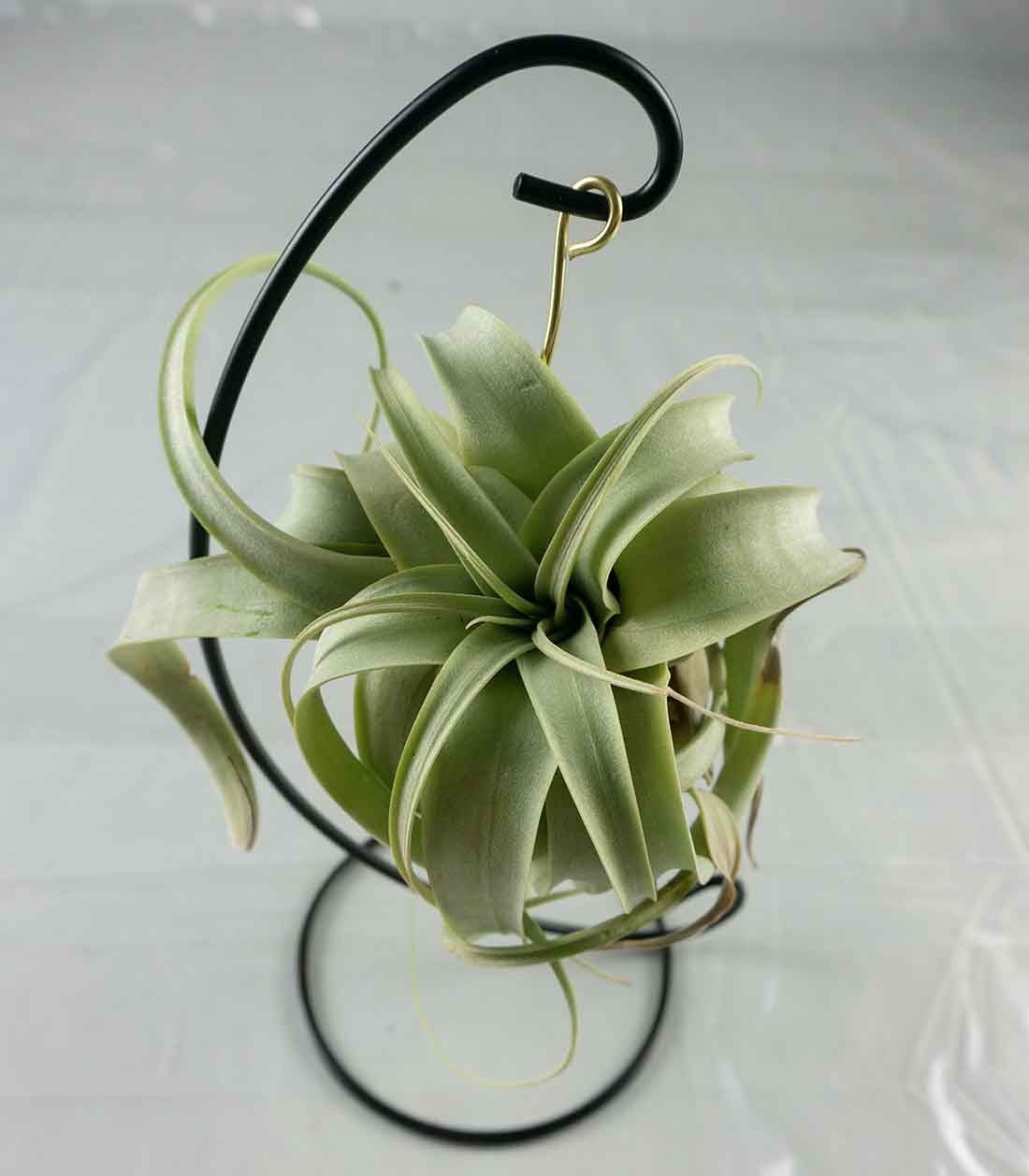 Tillandsia appesa in ferro