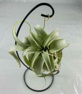 Tillandsia appesa in ferro