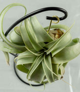Tillandsia appesa in ferro