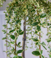 Cotoneaster Suecicus Juliette