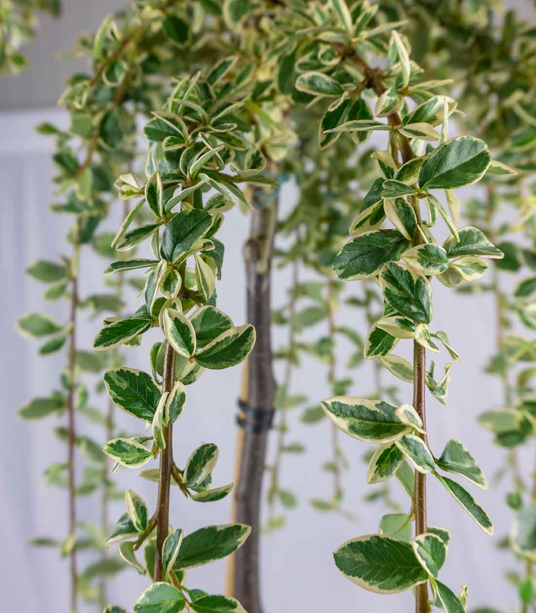 Cotoneaster Suecicus Juliette