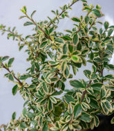 Cotoneaster Suecicus Juliette