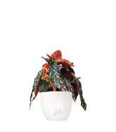 Begonia Maculata Wightii vaso 14
