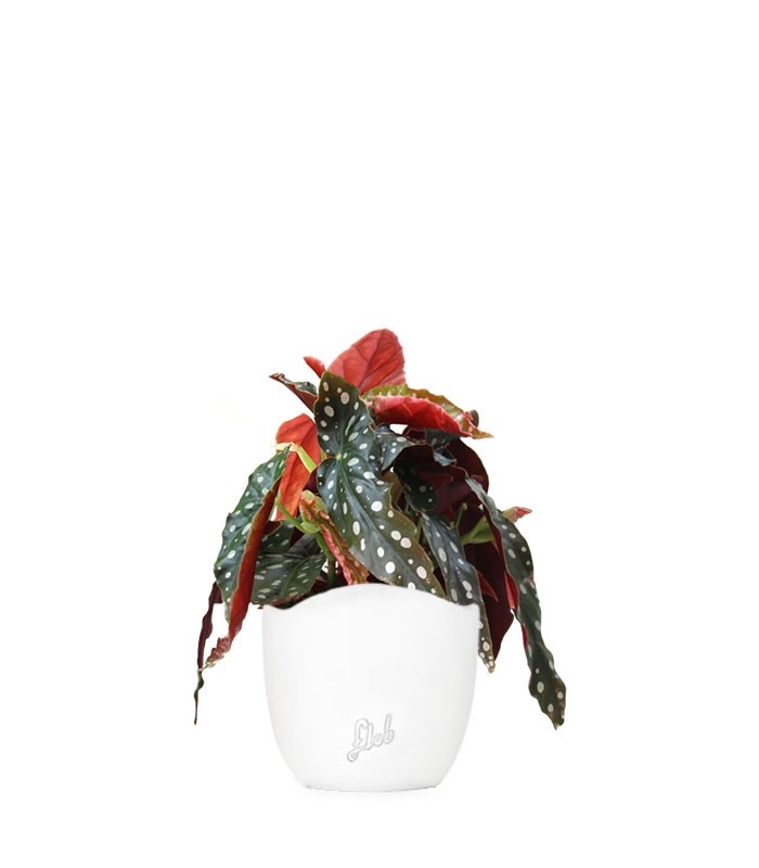 Begonia Maculata Wightii vaso 14