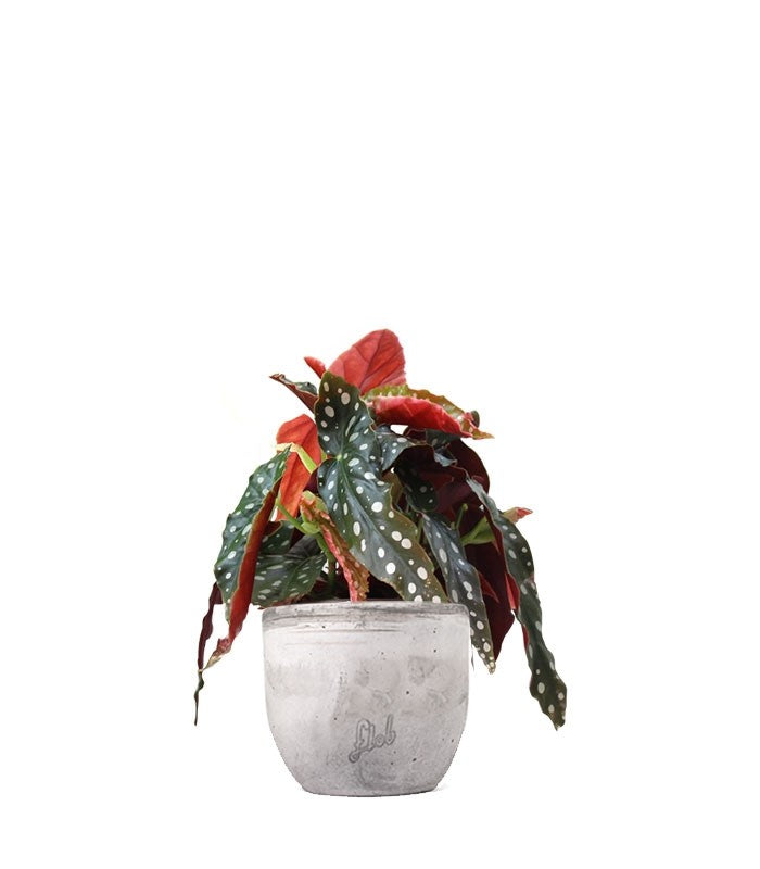 Begonia Maculata Wightii vaso 14