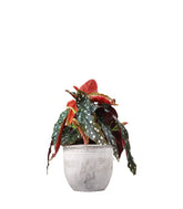 Begonia Maculata Wightii vaso 14