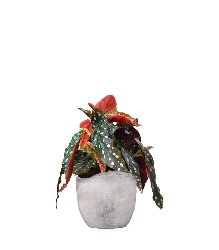 Begonia Maculata Wightii vaso 14