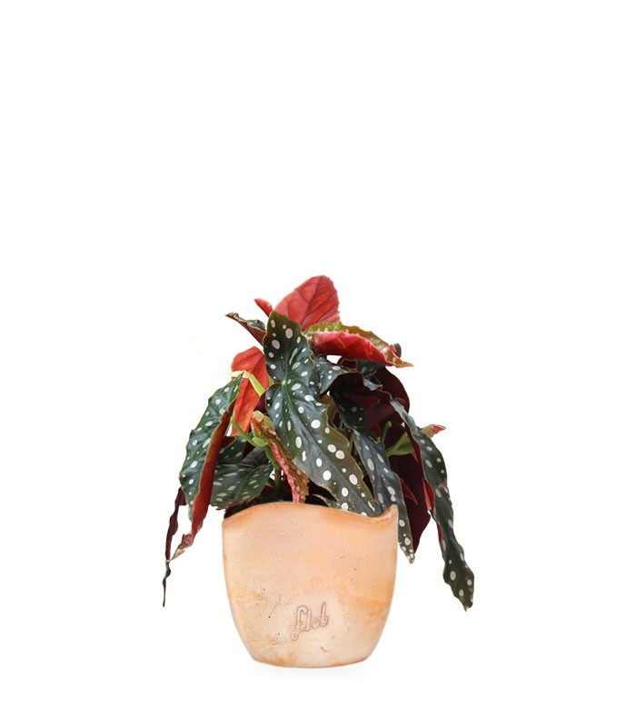 Begonia Maculata Wightii vaso 14