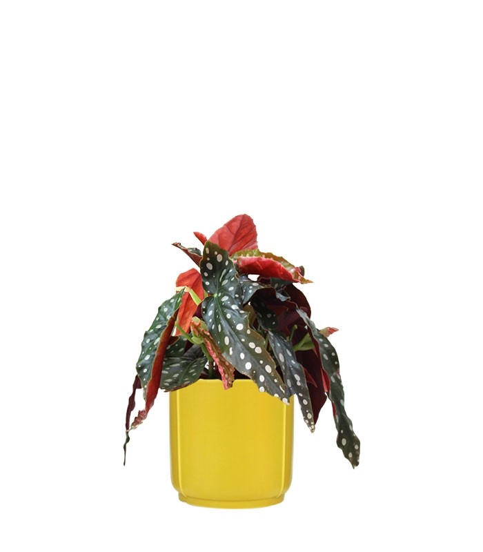 Begonia Maculata Wightii vaso 14