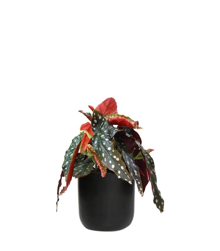 Begonia Maculata Wightii vaso 14