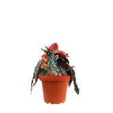 Begonia Maculata Wightii vaso 14