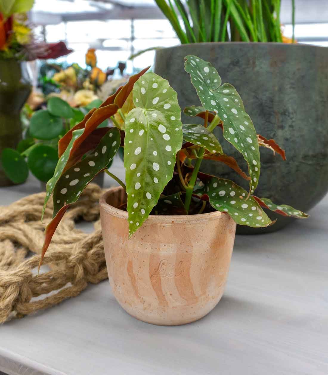 Begonia Maculata Wightii vaso 14