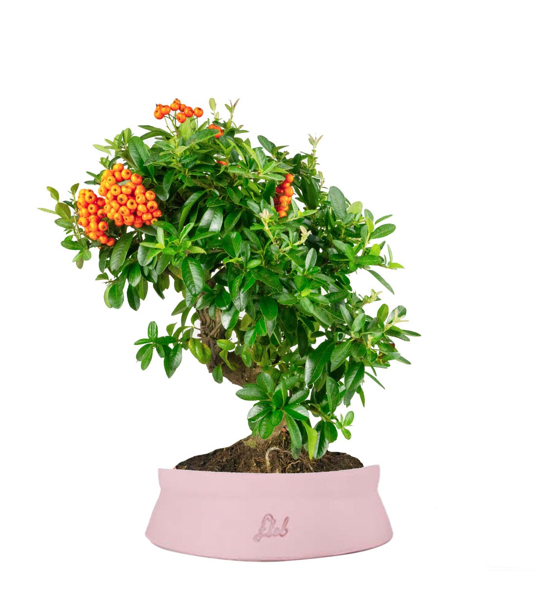 Pyracantha
