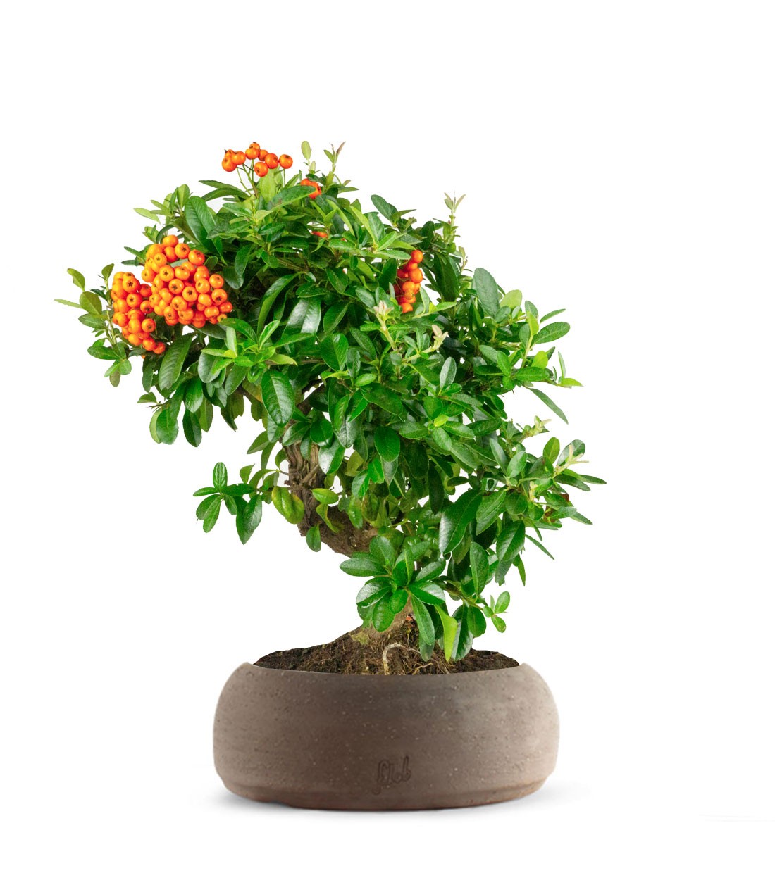 Pyracantha