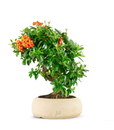 Pyracantha