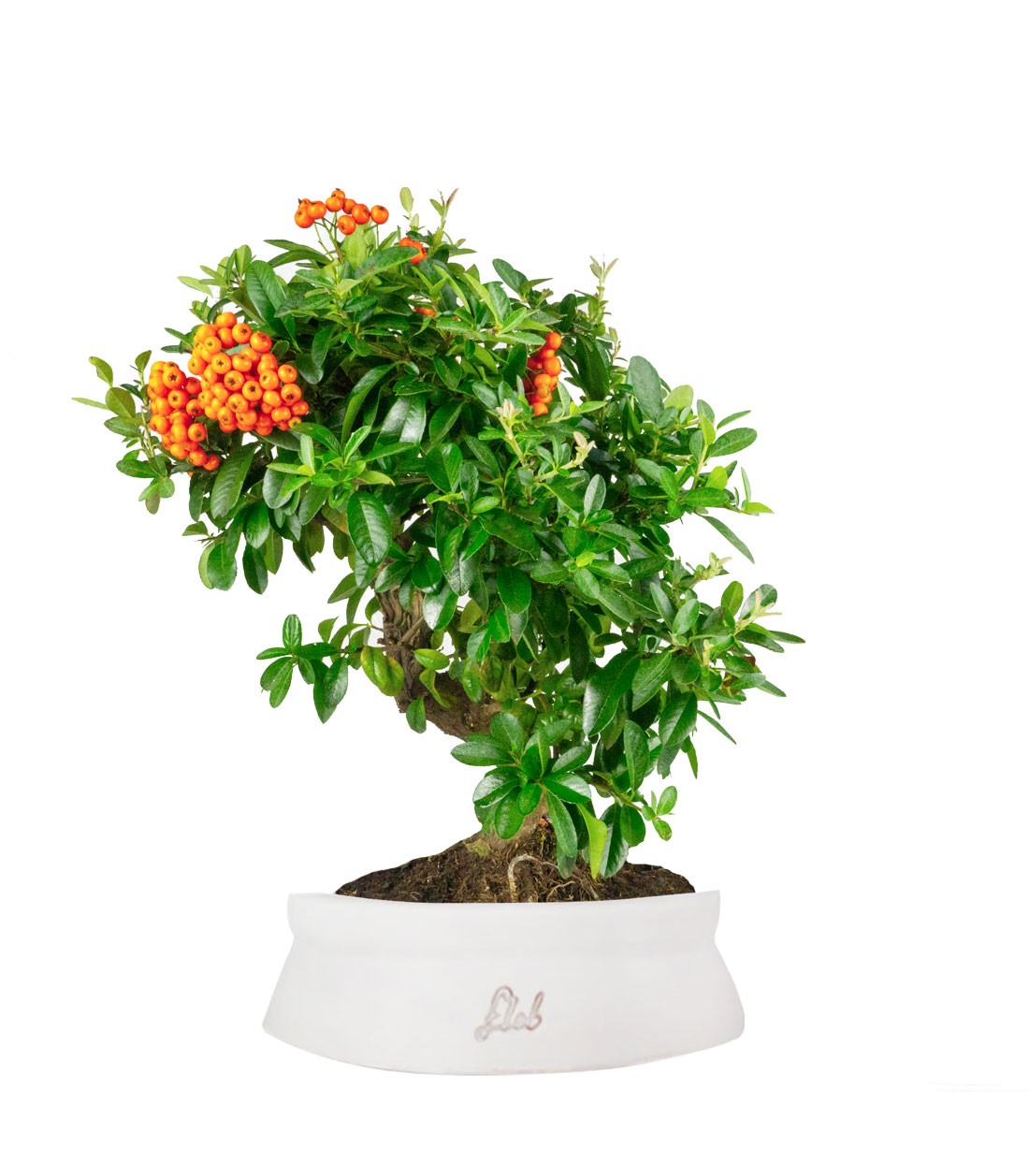 Pyracantha