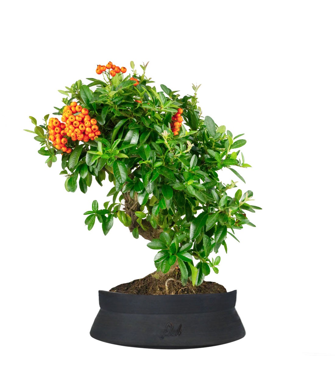 Pyracantha