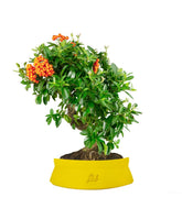 Pyracantha