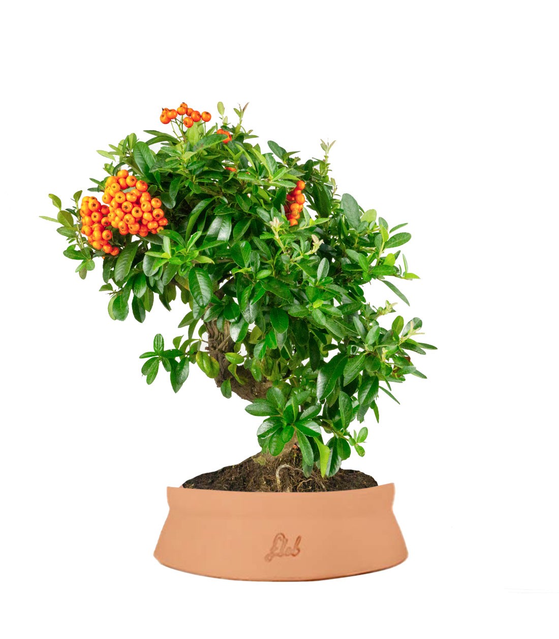 Pyracantha