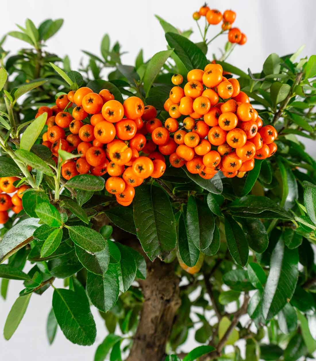 Pyracantha