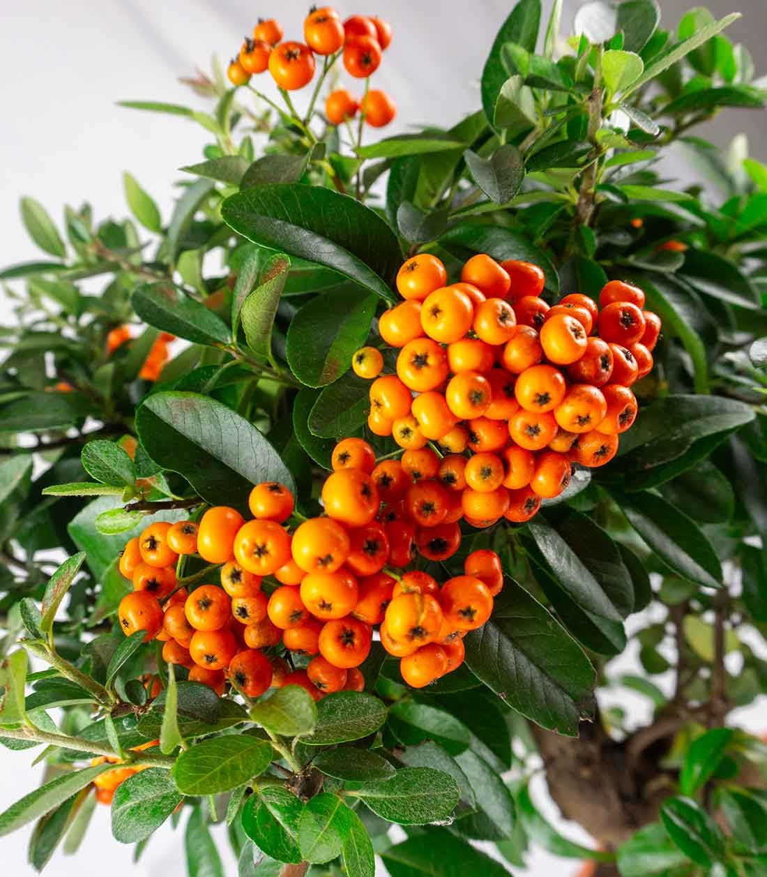 Pyracantha