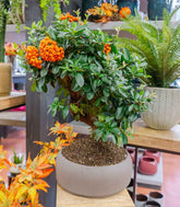 Pyracantha