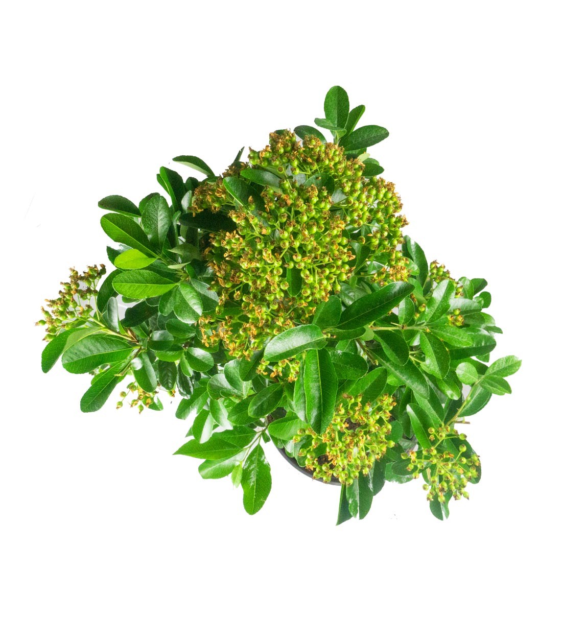 Pyracantha