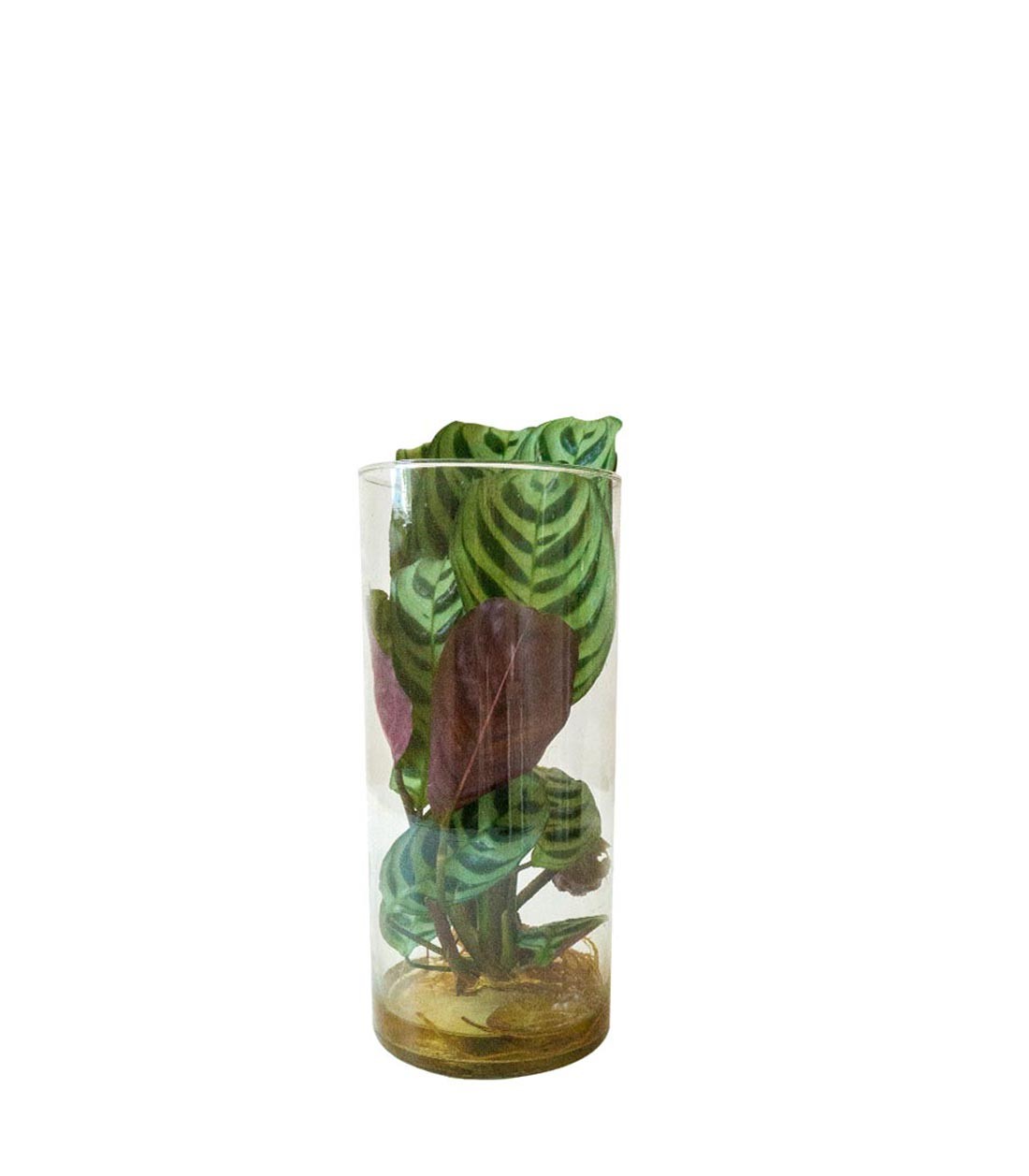Calathea idroponica 