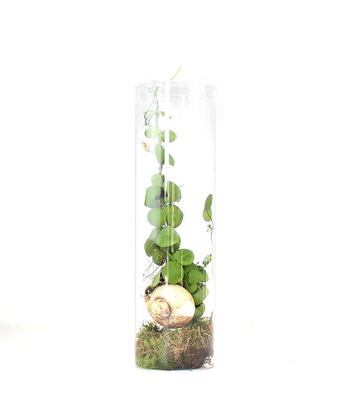 Dischidia