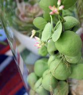 Dischidia