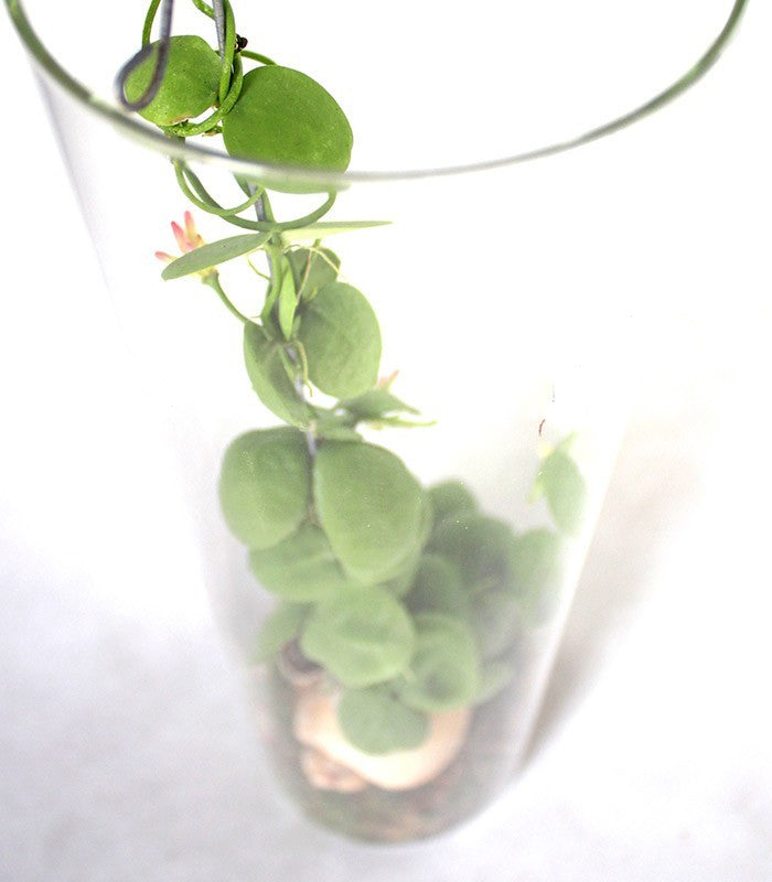 Dischidia