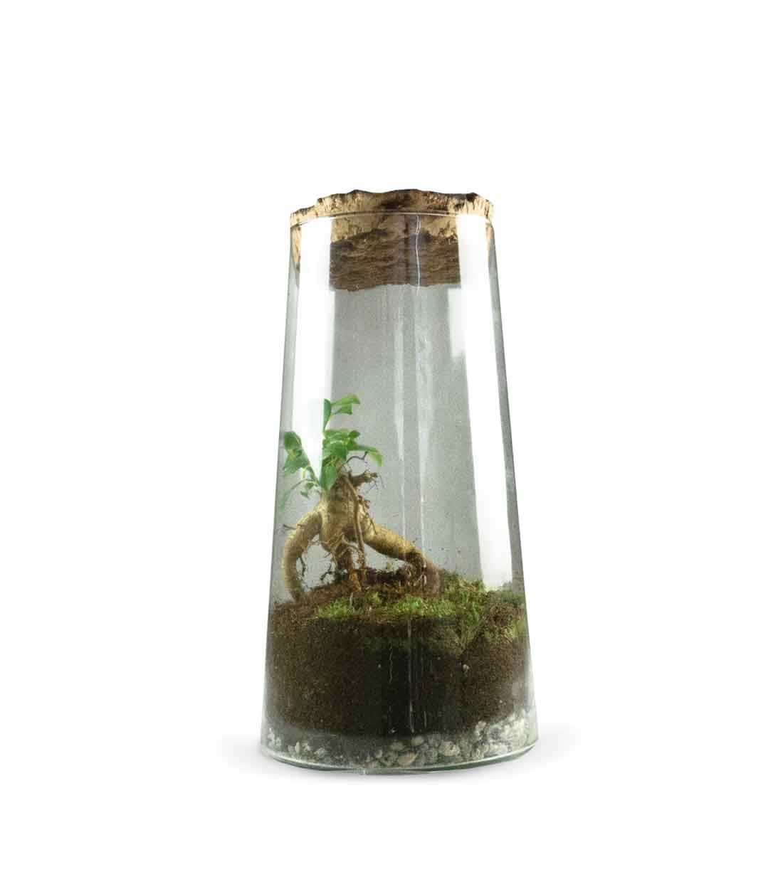 Ficus Ginseng in terrarium