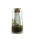 Ficus Ginseng in terrarium