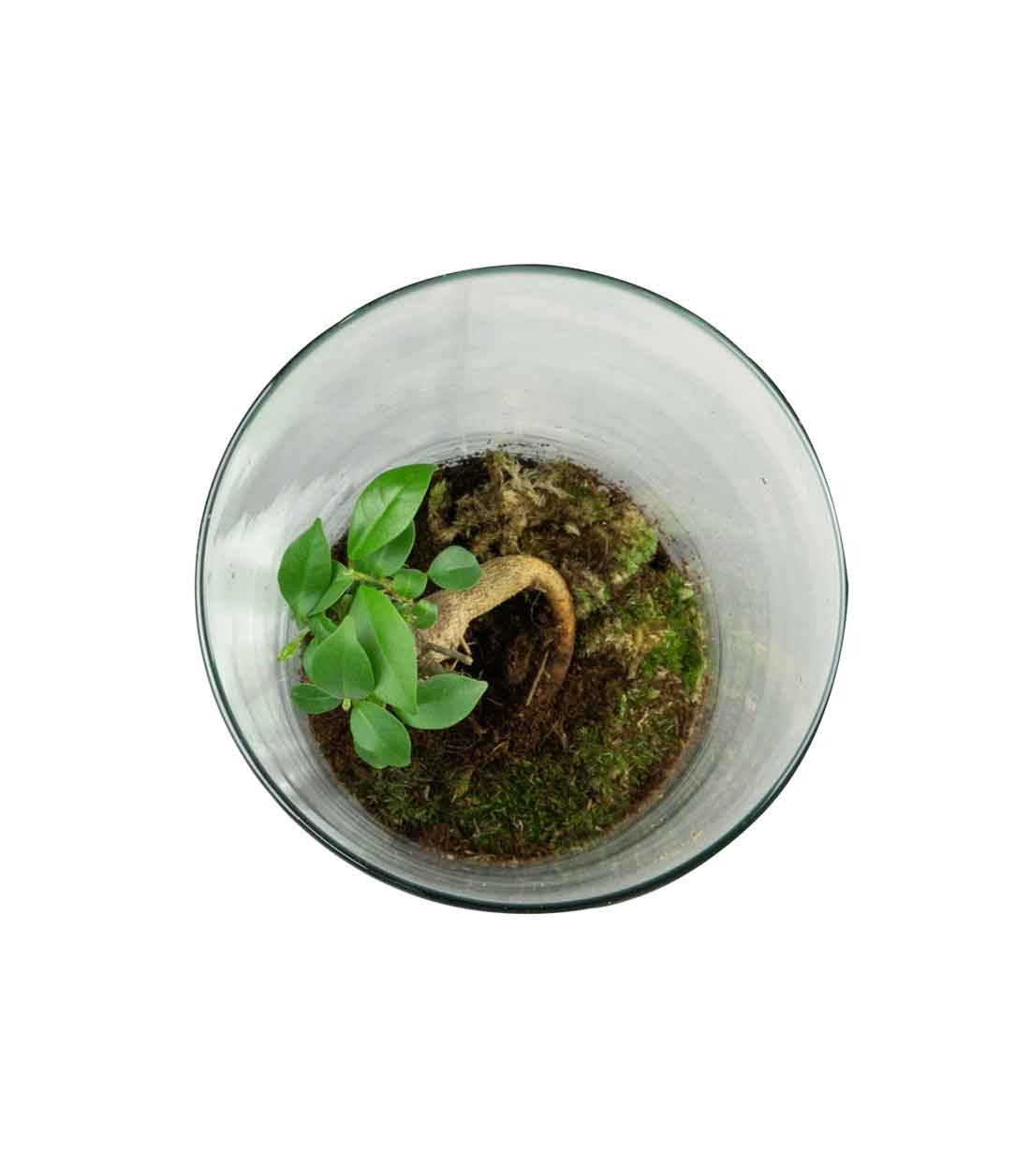 Ficus Ginseng in terrarium