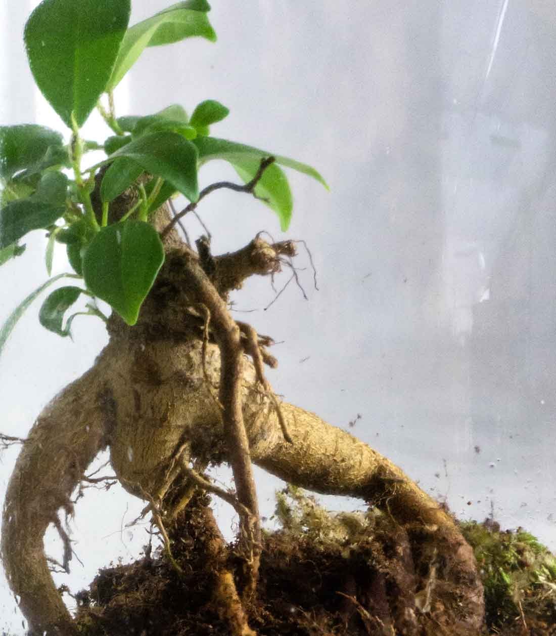 Ficus Ginseng in terrarium
