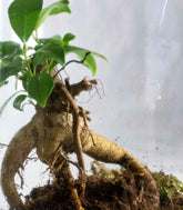 Ficus Ginseng in terrarium