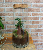 Ficus Ginseng in terrarium