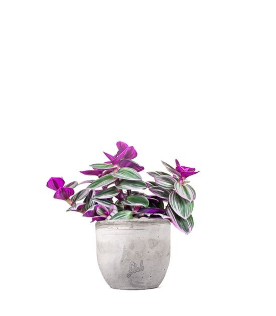 Tradescantia nanouk