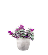 Tradescantia nanouk