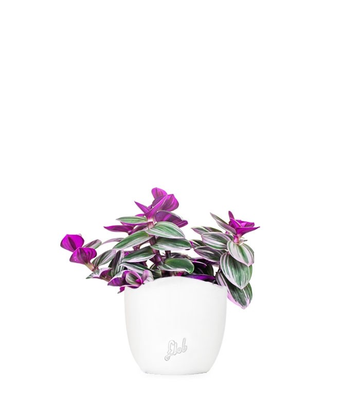 Tradescantia nanouk