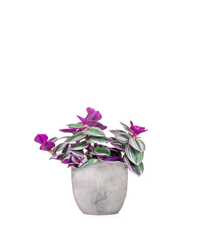 Tradescantia nanouk