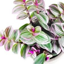 Tradescantia nanouk