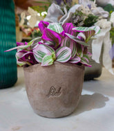 Tradescantia nanouk