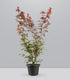 Acero palmato | Skeeters Broom