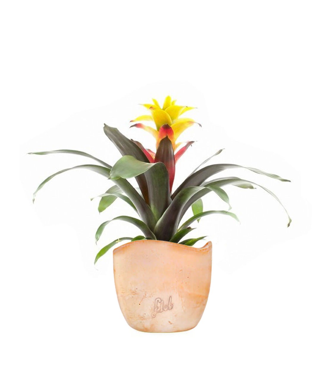Guzmania Soledo Yellow