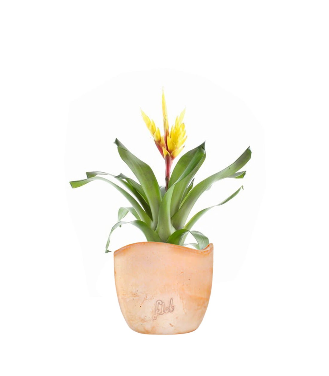 Vriesea Intenso Yellow