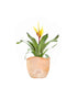 Vriesea Intenso Yellow